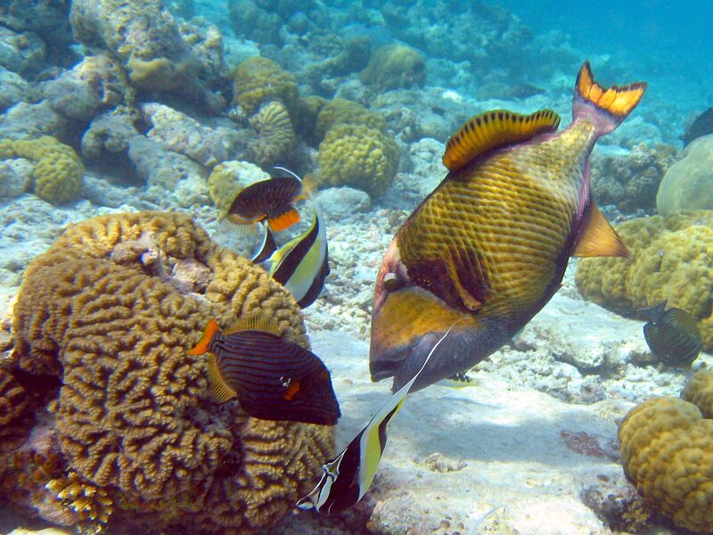 Файл:Titan Triggerfish.jpg