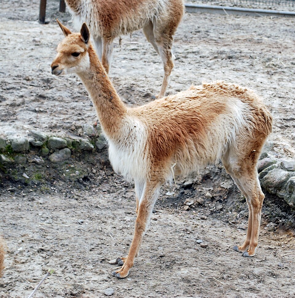 Файл:Wikunia mlode Zoo Lodz.jpg
