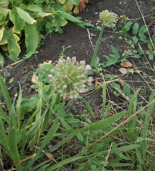 Файл:Allium nutans inflorescence.JPG