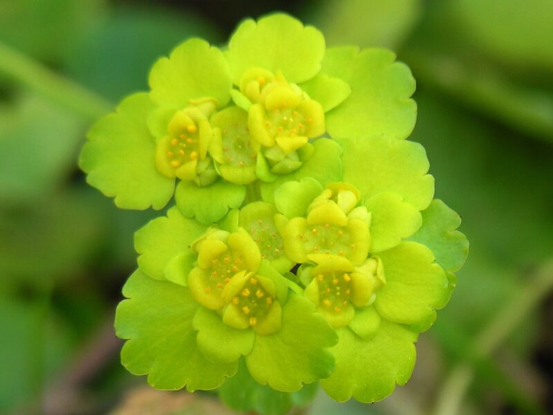 Файл:Chrysosplenium alternifolium.JPG