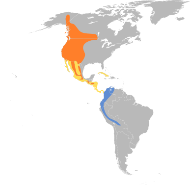 Файл:Contopus sordidulus map.svg