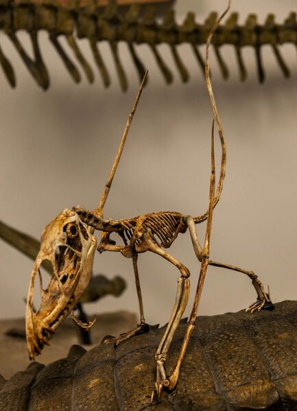 Файл:Dimorphodon mount.jpg