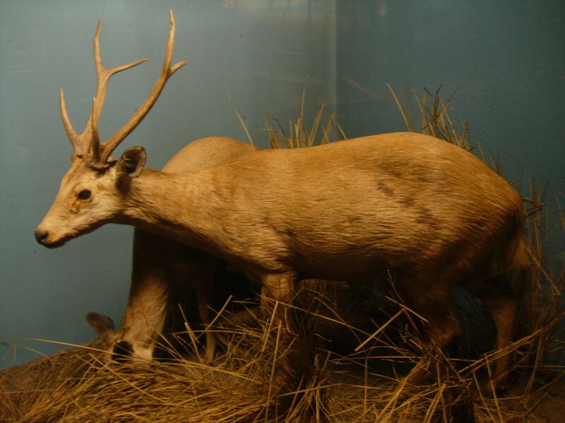 Файл:Hog deer.JPG
