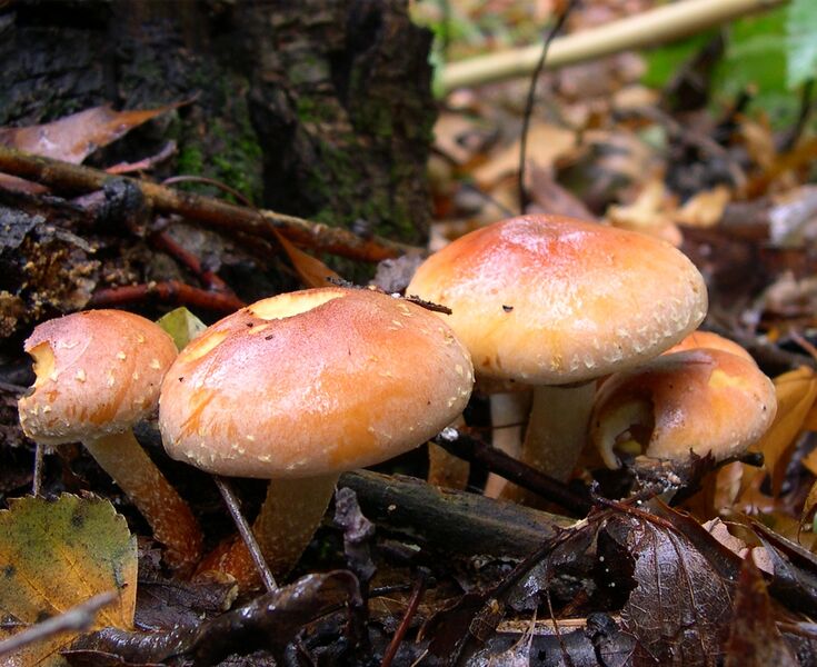 Файл:HypholomaSublateritium.jpg