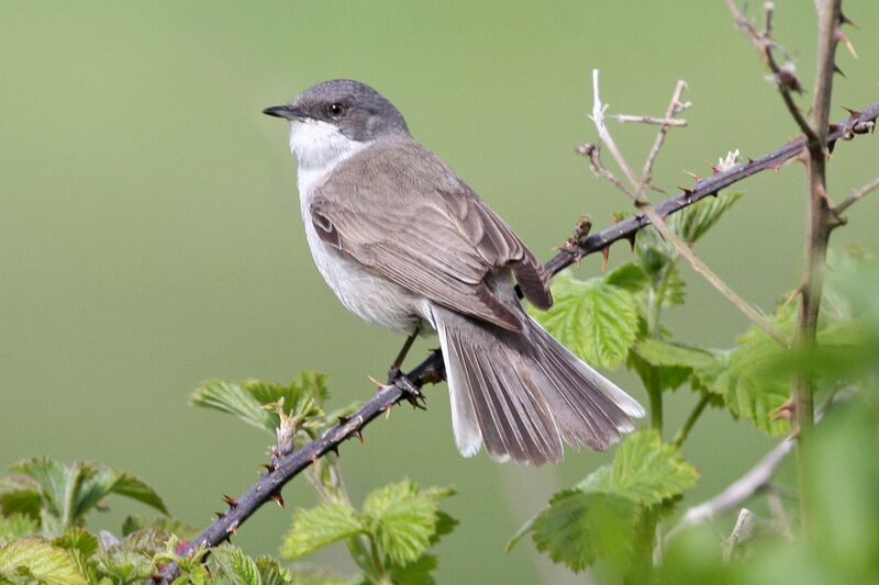 Файл:Lesser Whitethroat.jpg