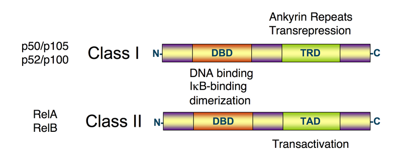 Файл:NFKB structure schematic.png