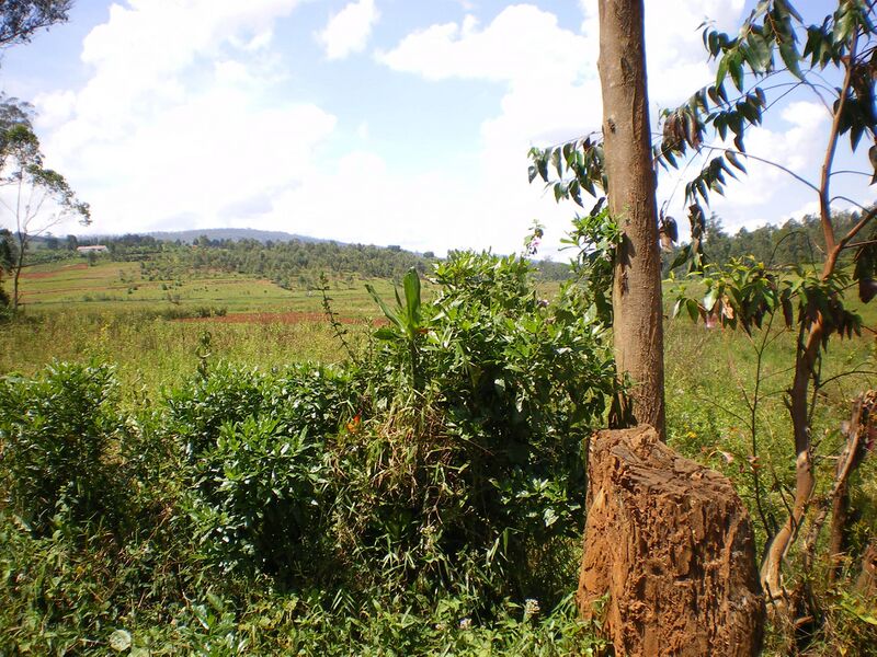 Файл:Nature In Kayanza.JPG