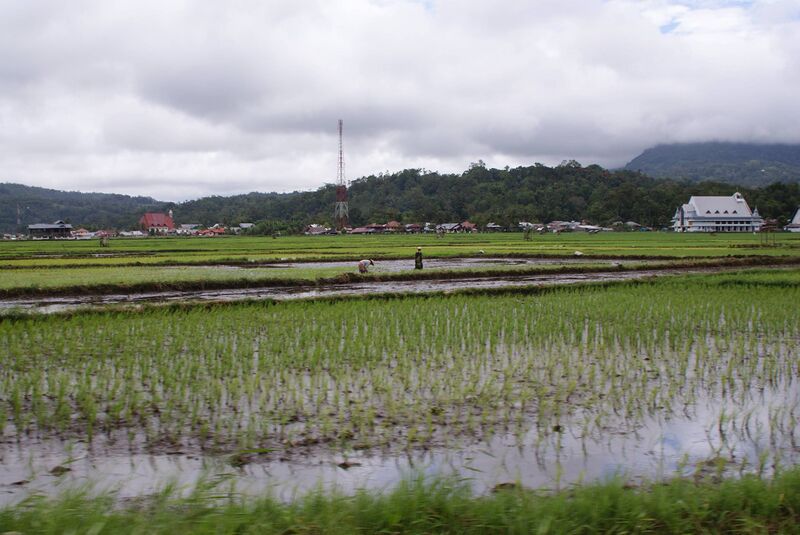 Файл:Paddy fields by Lake Tondano.JPG