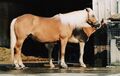 Миниатюра для версии от 00:46, 26 сентября 2023