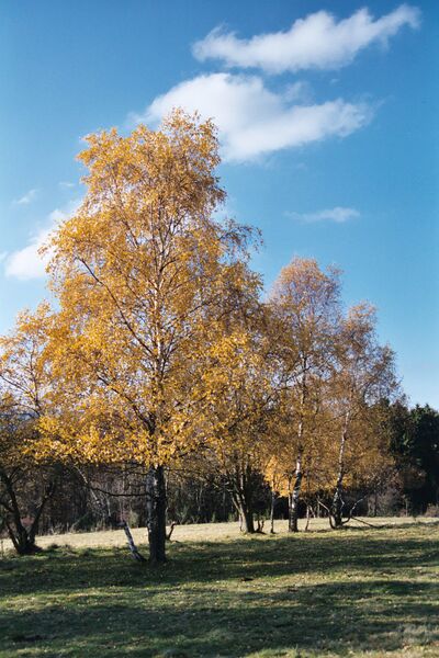 Файл:Birken Katzenplaetzchen.JPG