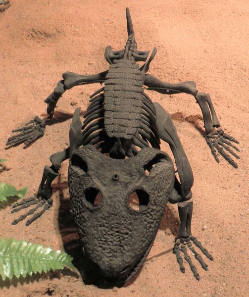 Файл:Kamacops acervalis skeleton.JPG