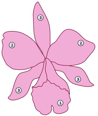 Файл:Labelle orchidee.svg