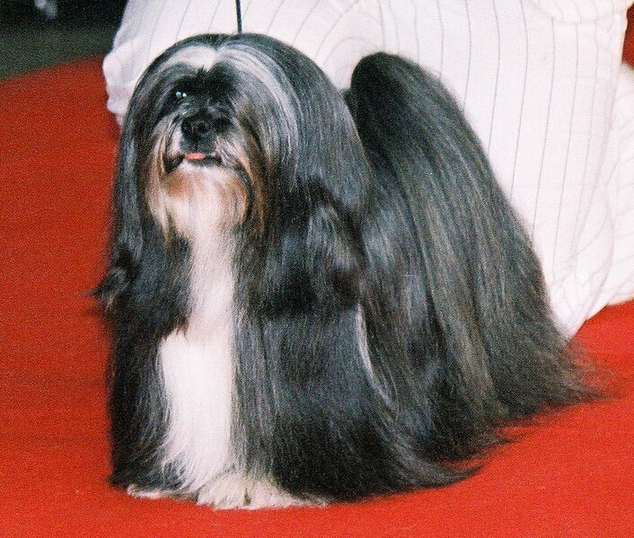 Файл:Lhasa apso r5.jpg