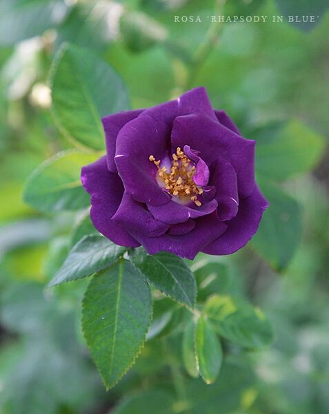 Файл:Rosa-Rhapsody-in-Blue.jpg