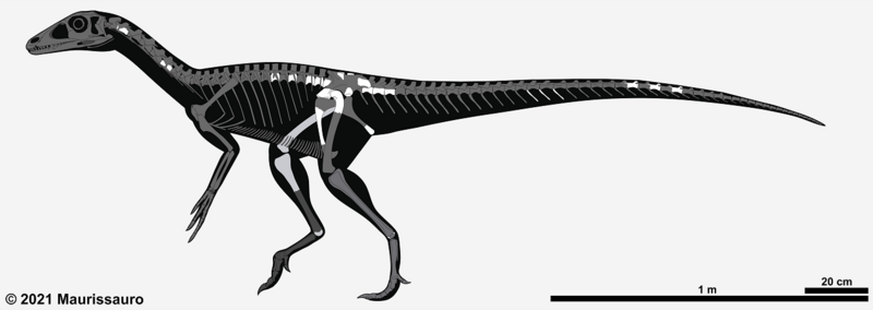 Файл:Chindesaurus skeleton.png