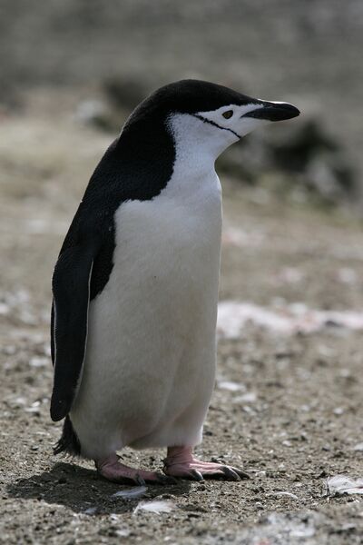 Файл:Chinstrap Penguin.jpg
