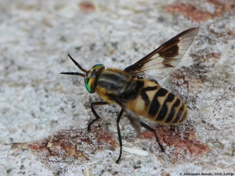Файл:Chrysops divaricatus 01.JPG