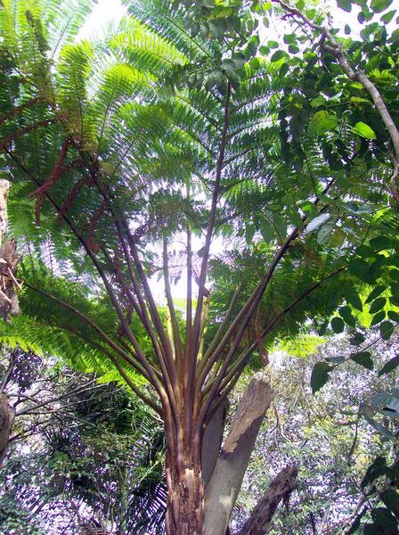 Файл:Cyathea RGBS.jpg