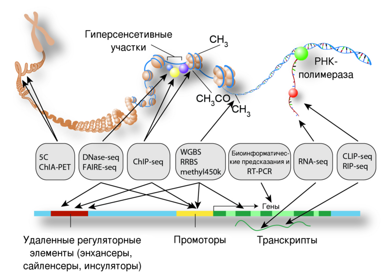 Файл:EncodeDatatypes2013 rus.png