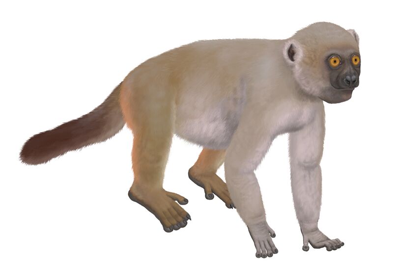 Файл:Hadropithecus stenognathus.jpg