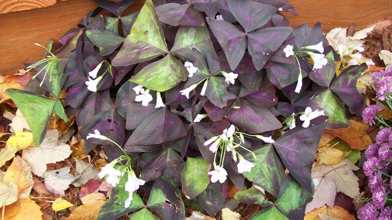 Файл:Oxalis Triangularis.jpg