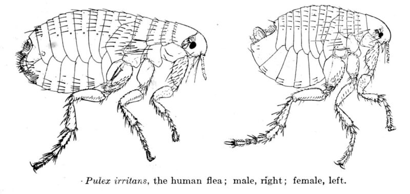 Файл:PulexIrritans.jpg