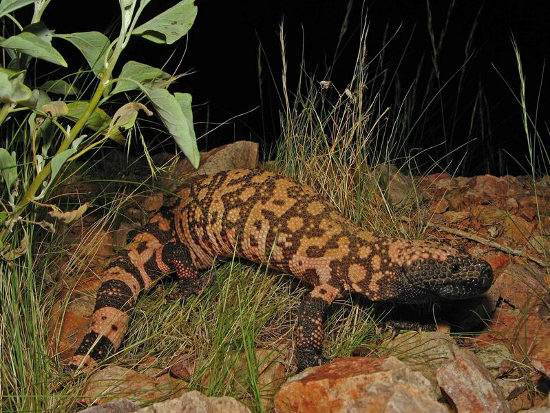 Файл:Reticulate Gila Monster.jpg