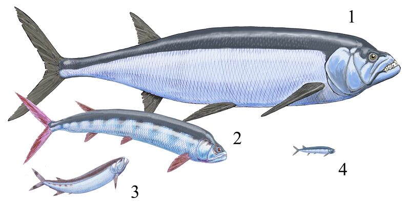 Файл:Ichthyodectidae1.jpg
