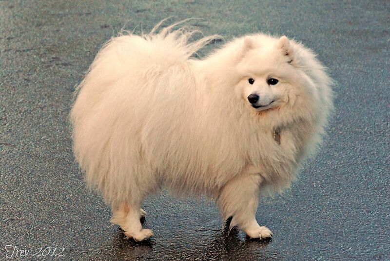Файл:Japanese Spitz.jpg