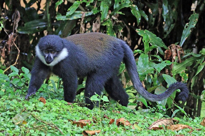 Файл:L'Hoest's monkey (Cercopithecus lhoesti).jpg