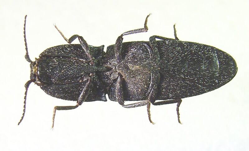 Файл:Lacon punctatus underside.JPG