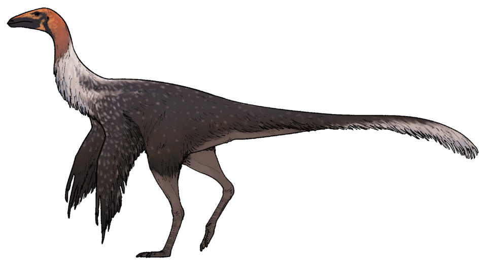 Файл:Mexidracon longimanus.png