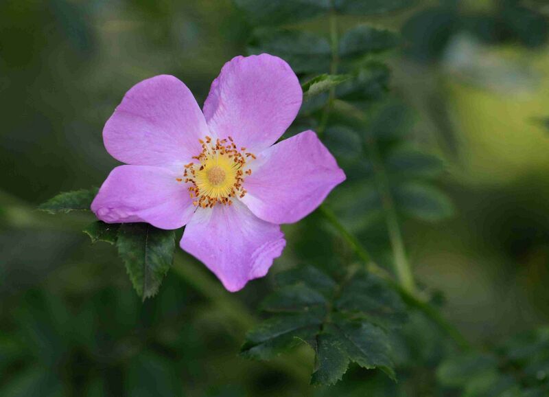 Файл:Rosa Helsinki July 2013-2.jpg