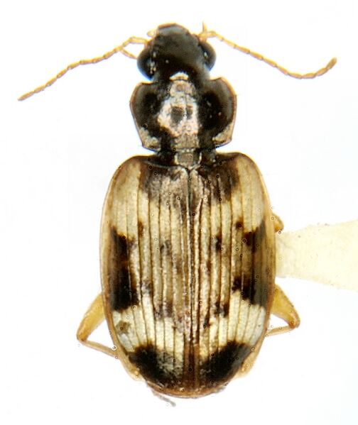 Файл:Tetragonoderus fasciatus Haldeman.jpg