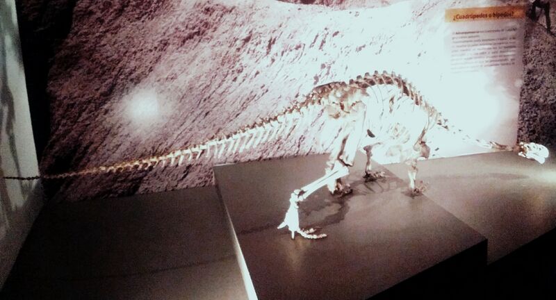 Файл:ADEOPAPPOSAURUS ESQUELETO.jpg