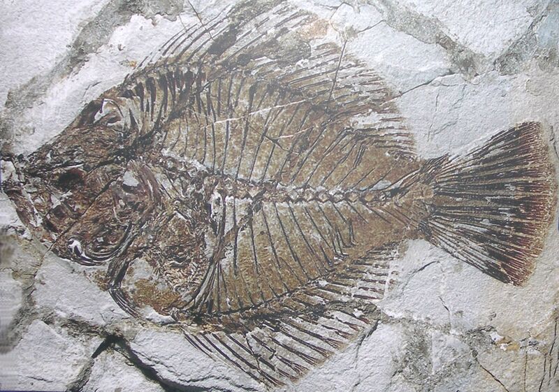 Файл:Amphistium.JPG