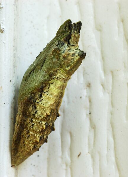 Файл:Black Swallowtail Papilio polyxenes Chrysalis.jpg