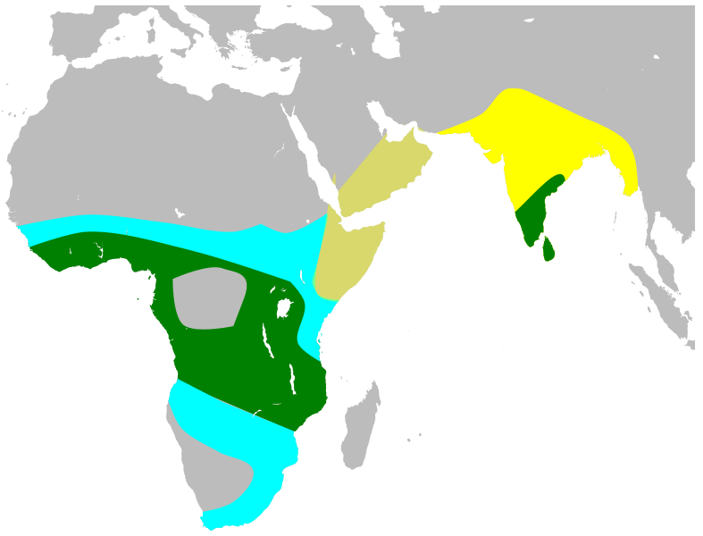 Файл:ClamatorJacobinusMap.svg