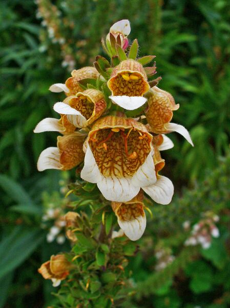 Файл:Digitalis lanata 004.JPG