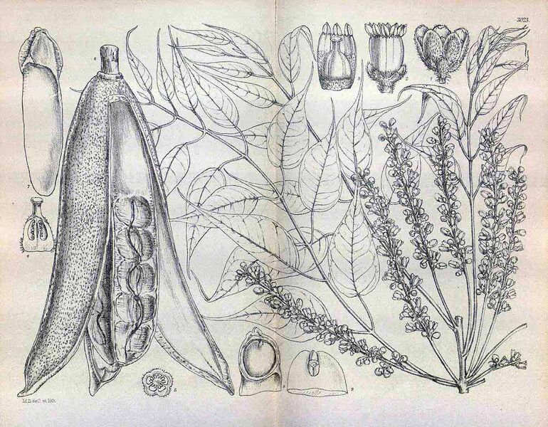 Файл:Entandrophragma caudatum00a.jpg