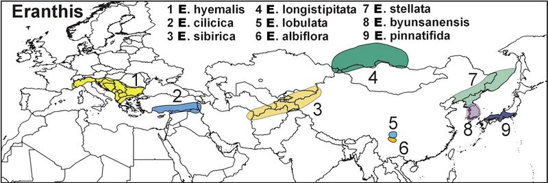 Файл:Eranthis distribution map.jpg