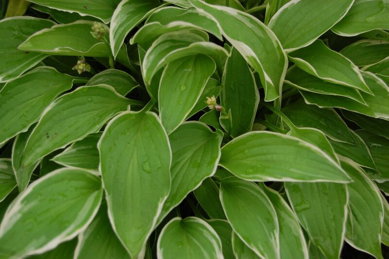 Файл:Hosta 'Iced Lemon'.JPG