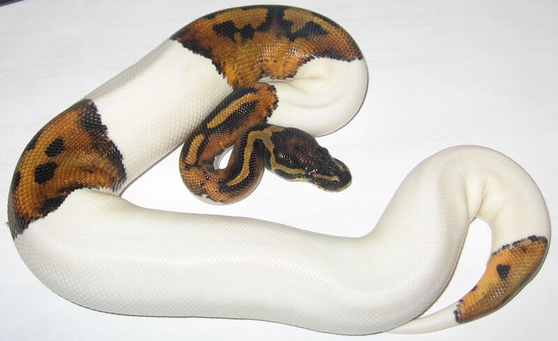 Файл:Piebald (Pied) Ball Python.jpg