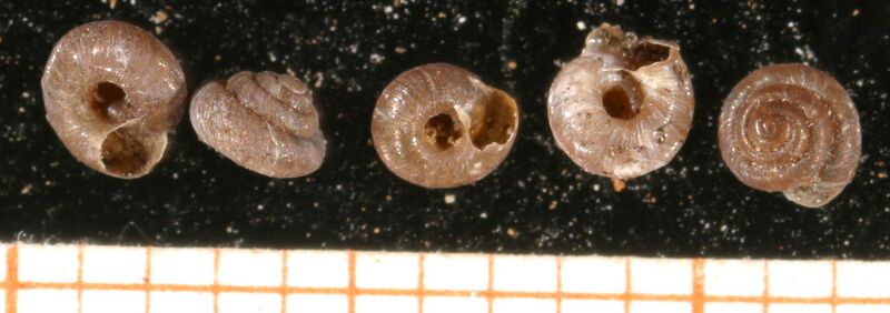 Файл:Pyramidula rupestris shell.jpg