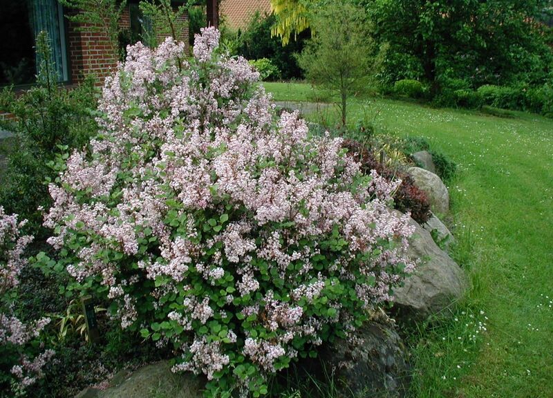 Файл:Syringa-microphylla-flowering.JPG