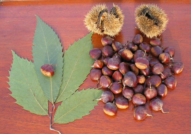 Файл:American Chestnut.JPG