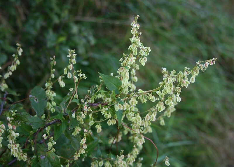 Файл:Fallopia dumetorum.jpg