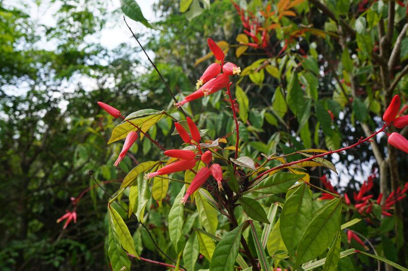 Файл:Flower Quassia amara.JPG