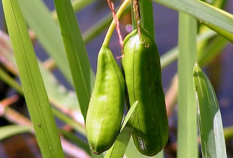 Файл:Iris pseudacorus fruit.JPG