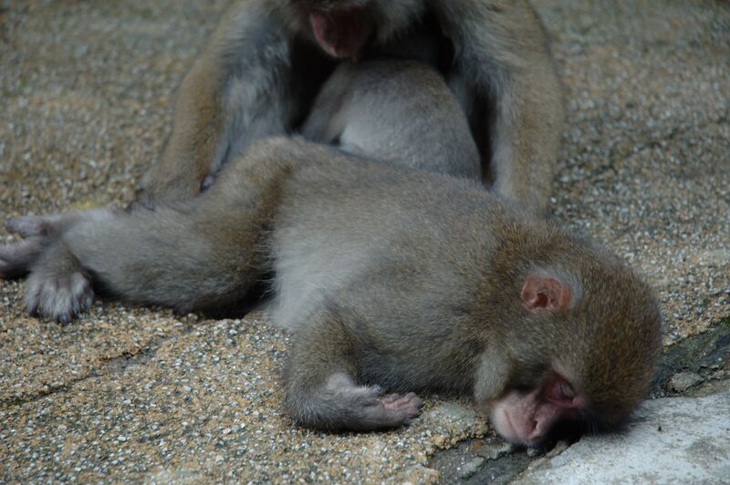 Файл:Japanese Macaques sleeping.JPG